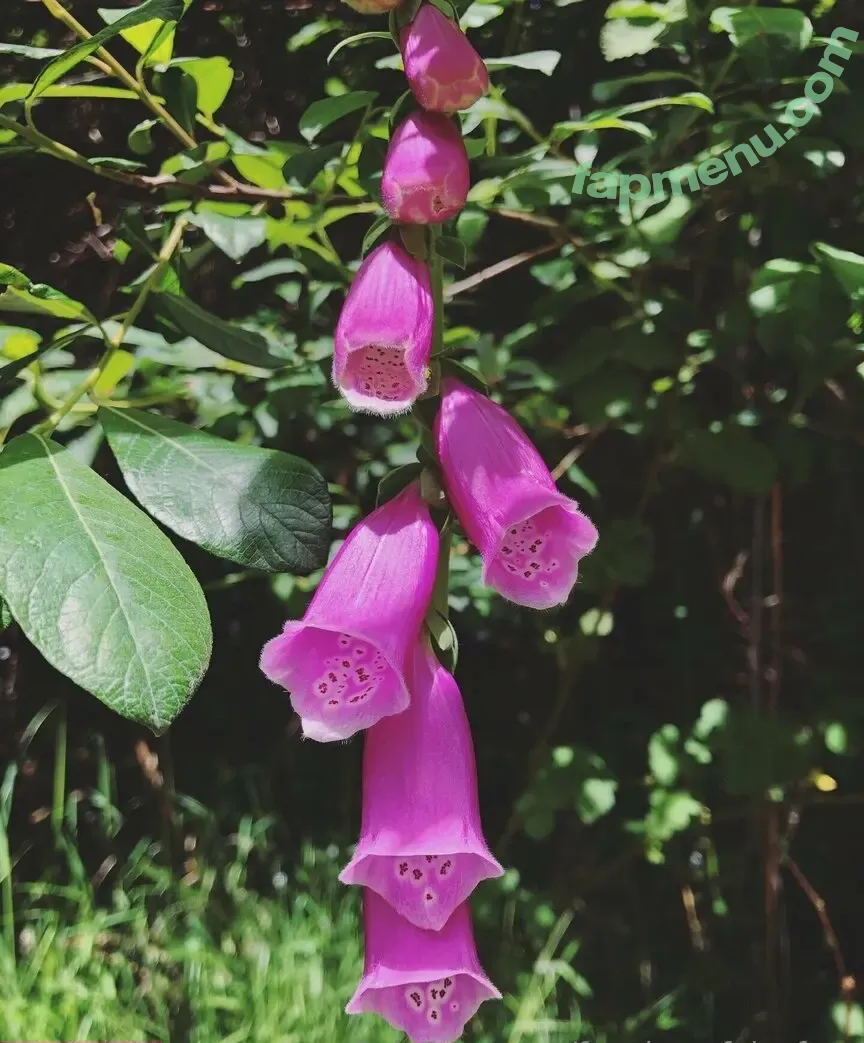 foxglove.fairy.free nude photo #0016 (foxglove.fairy.free)