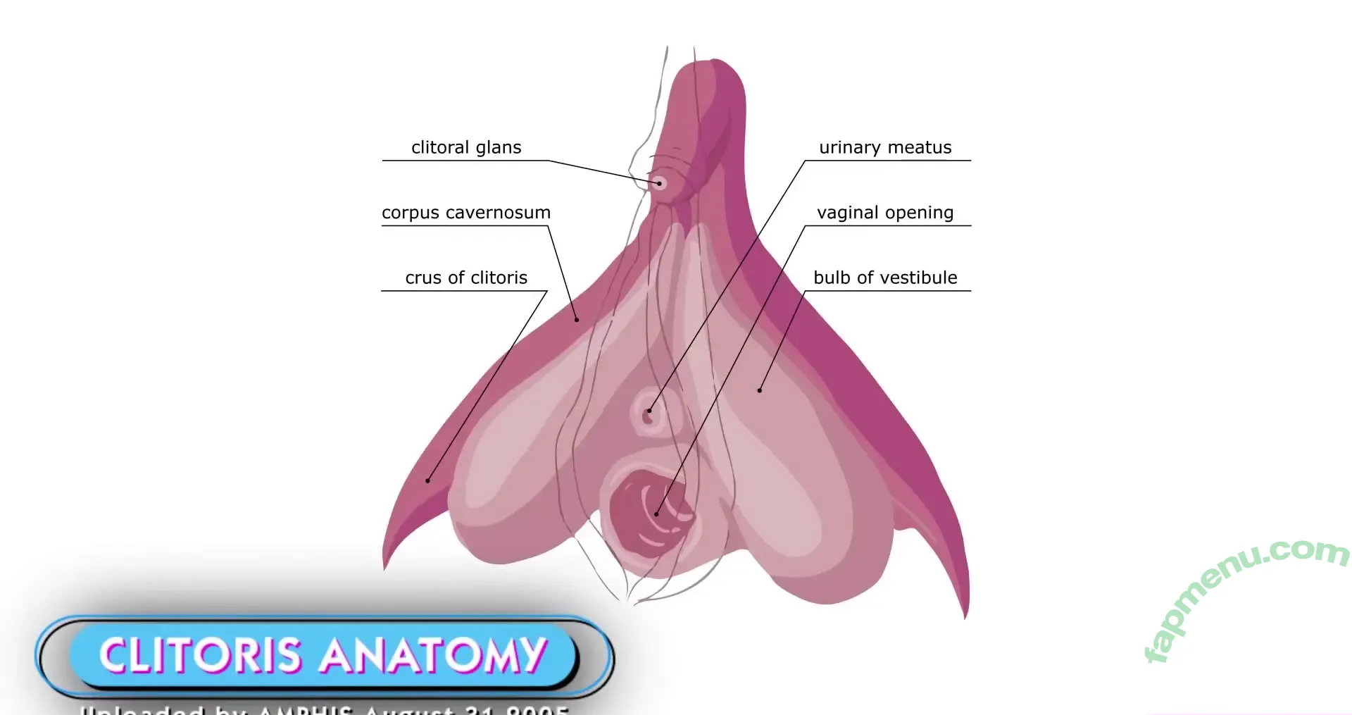 Professionals nude photo #0053 (Educational Exhibitionism / Tutorials / theprofessionalsband)