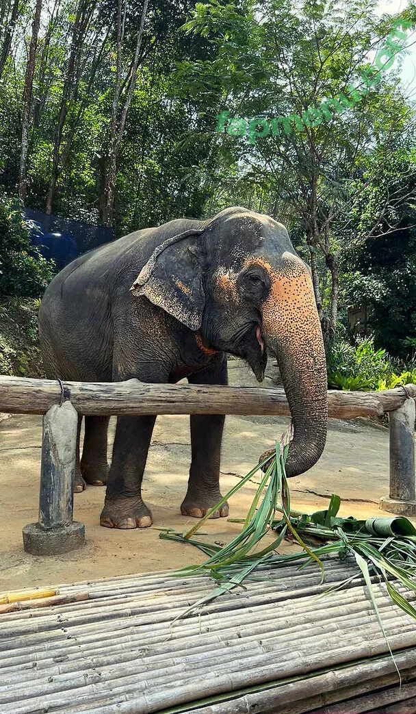 AGflower Cosplay nude photo #0732 (agflower / agflower1 / agflower_shu)