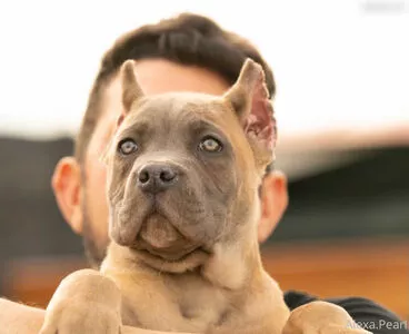 Alexa Pearl / Alexapearl / alexa_pearlfans / missalexapearl nude photo #5648