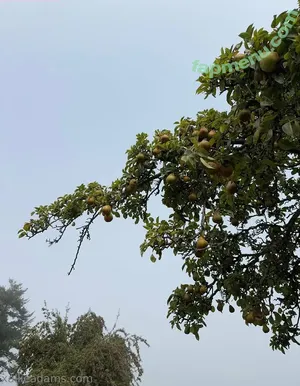 allieadams / theallieadams nude photo #0110