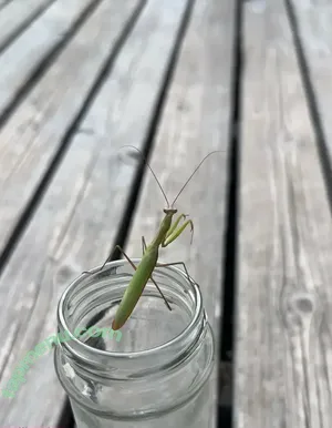 allieadams / theallieadams nude photo #0113