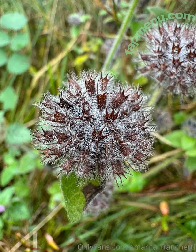 amarita_franchetti nude photo #0156 (amarita_franchetti)