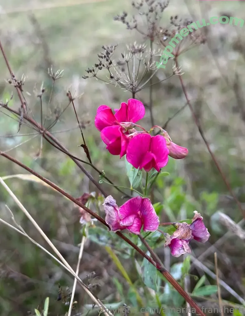 amarita_franchetti nude photo #0162 (amarita_franchetti)