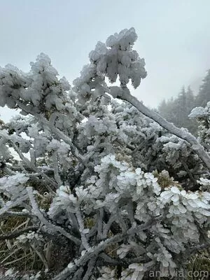 Anisyia / anisyialovee nude photo #0290