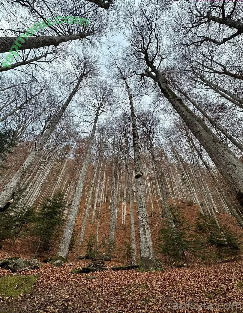 Anisyia nude photo #0259 (anisyialovee)