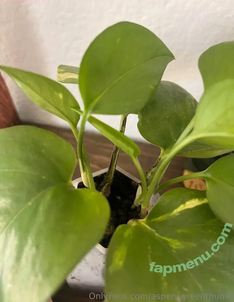 aspencgreenthumb nude photo #0008 (aspencgreenthumb)