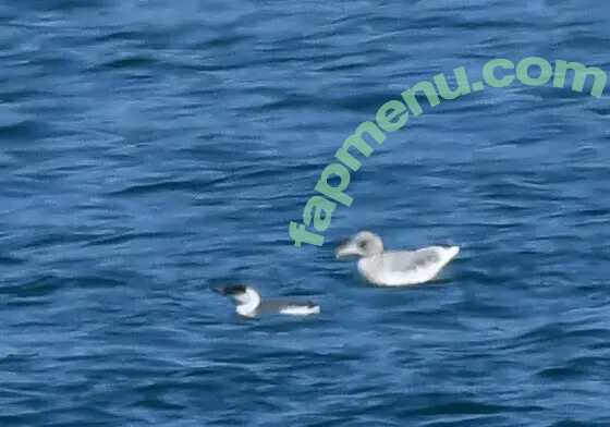 birdmoder nude photo #0048 (jstormbird)