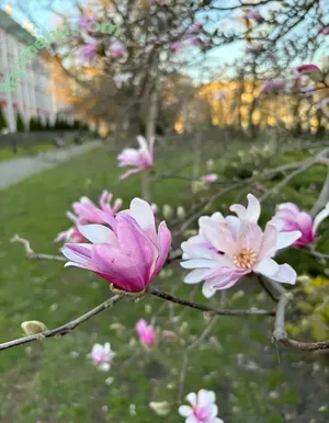 byebblue / _bbblue nude photo #0006