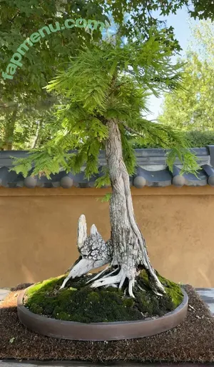 cheekytransgirl / reel nude photo #0053