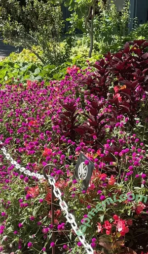 cheekytransgirl / reel nude photo #0056