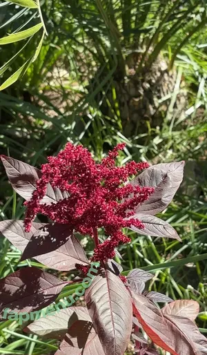 cheekytransgirl / reel nude photo #0058