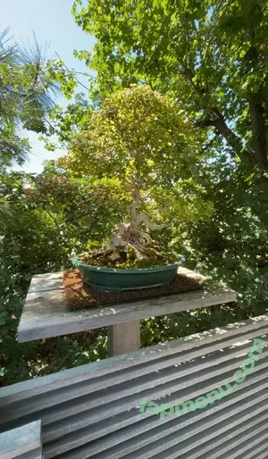 cheekytransgirl / reel nude photo #0063