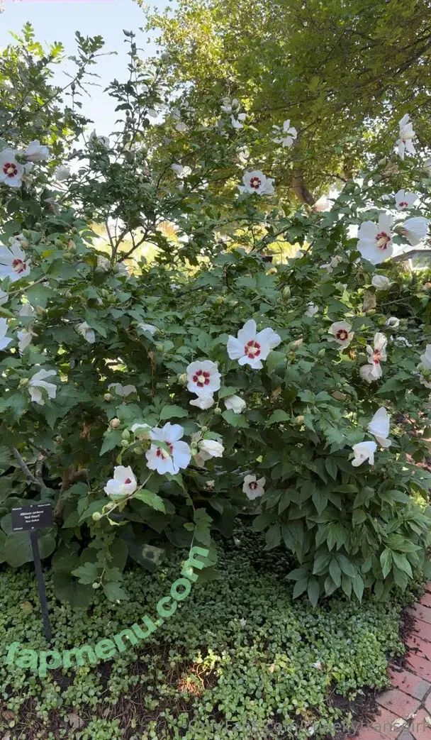 cheekytransgirl nude photo #0054 (reel)