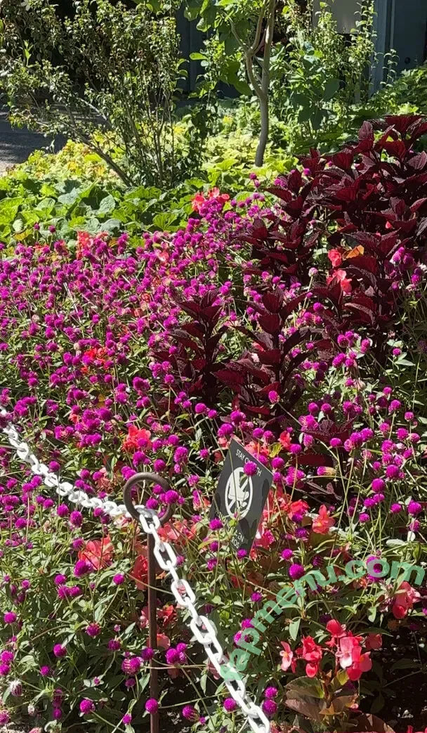 cheekytransgirl nude photo #0056 (reel)