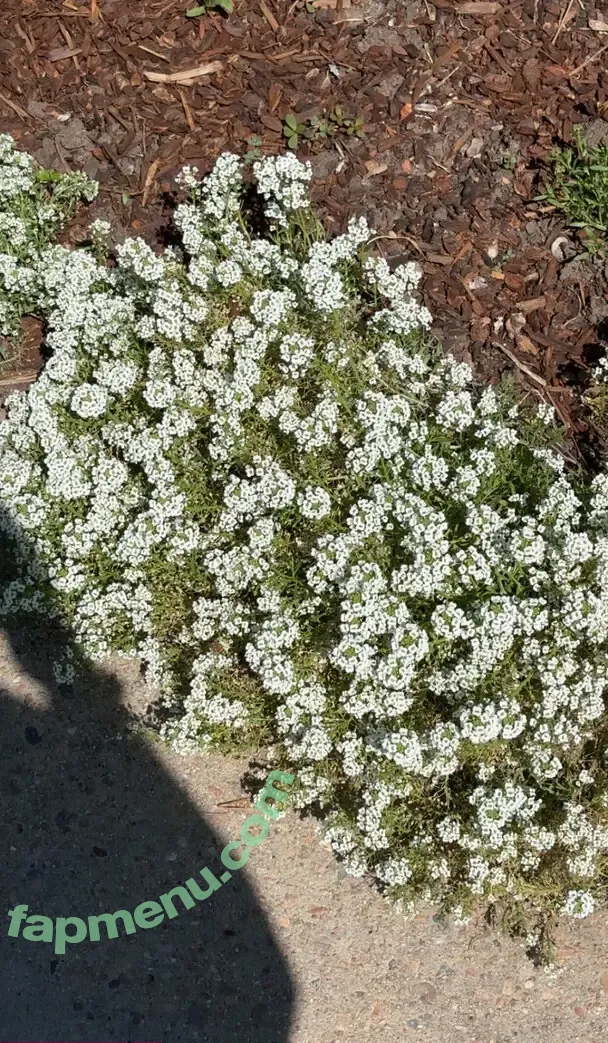 cheekytransgirl nude photo #0065 (reel)