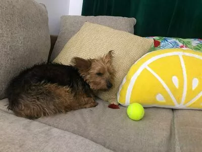 cindymoon7 / cindymoon007 nude photo #0235