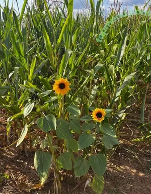 deadpixies / deadpixie nude photo #0776