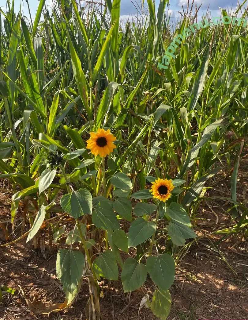 deadpixies nude photo #0776 (deadpixie)