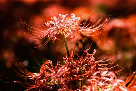 eeelyeee / Ely Cosplay / Ely_eee nude photo #1047