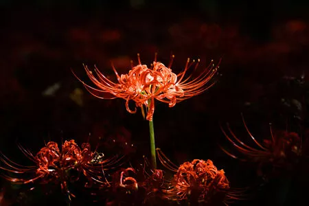 eeelyeee / Ely Cosplay / Ely_eee nude photo #1052