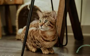 Eva Maxim / Eva_Maxim / eva_maxim_theangel nude photo #0369