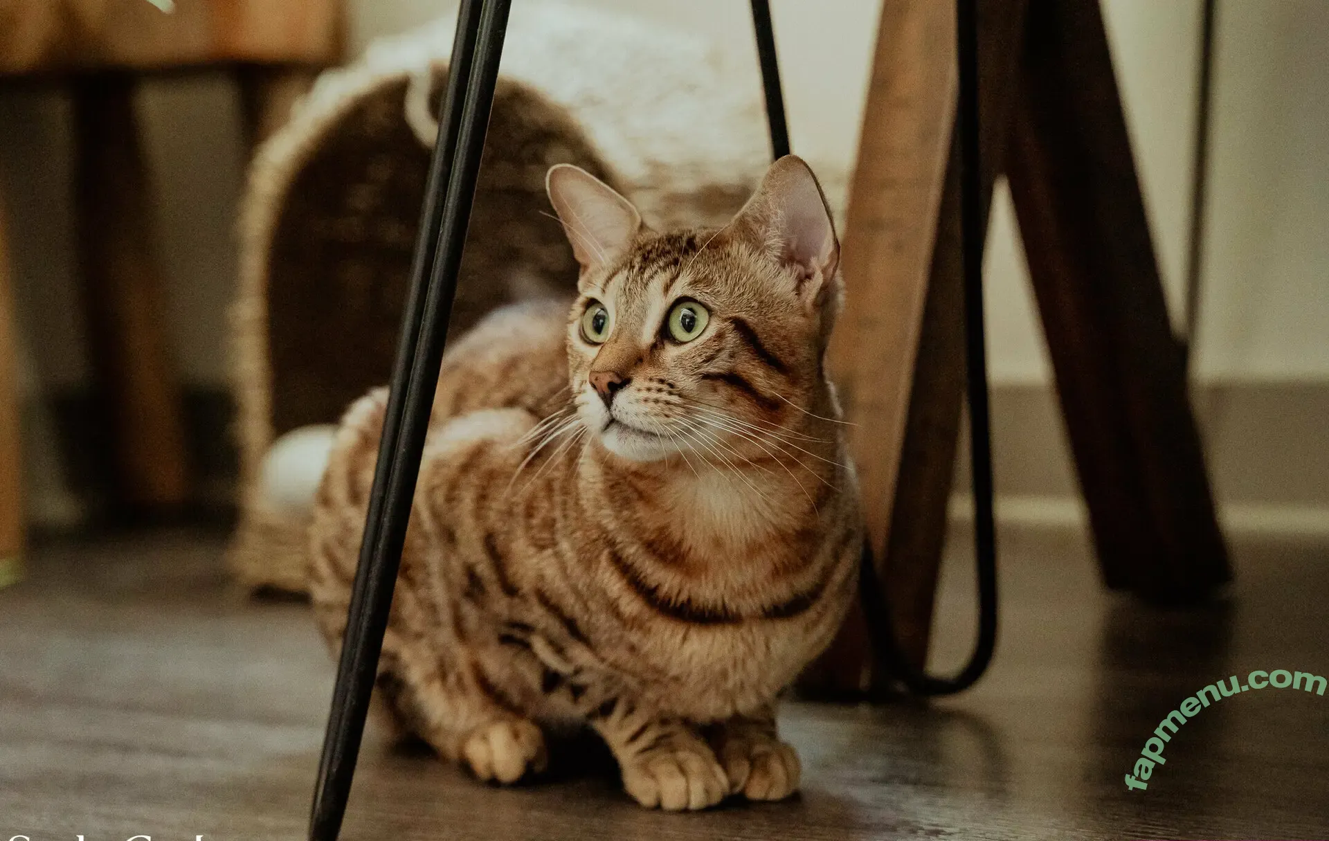 Eva Maxim nude photo #0369 (Eva_Maxim / eva_maxim_theangel)