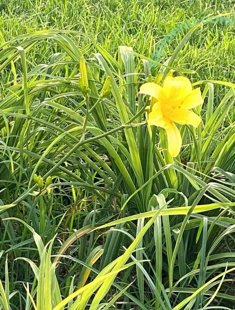 eviecutie nude photo #0066 (evie.cute)