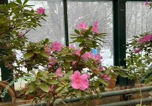 fallenemoangel / awwwurkitten / fallen.angel2007 / kaiko_riko / missingemo2007 nude photo #0077