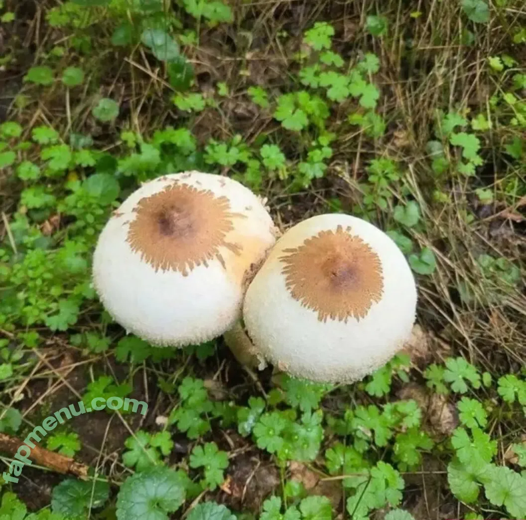 FrivolousFox ASMR nude photo #0025 (frivvay / frivvifox)