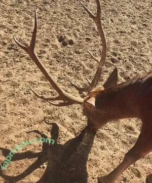 Gisela Berenguel / giselaberenguel / juustgigi nude photo #0082