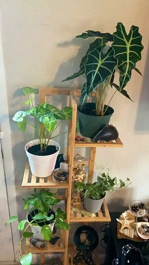 goddessnikkikit / femdomnikkikit nude photo #0027