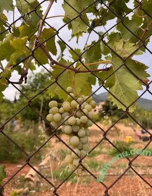 hotalex6 / alejopino88 nude photo #0042