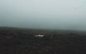 Icelandic Selkie / icelandicselkie / realmofhel.free nude photo #0354