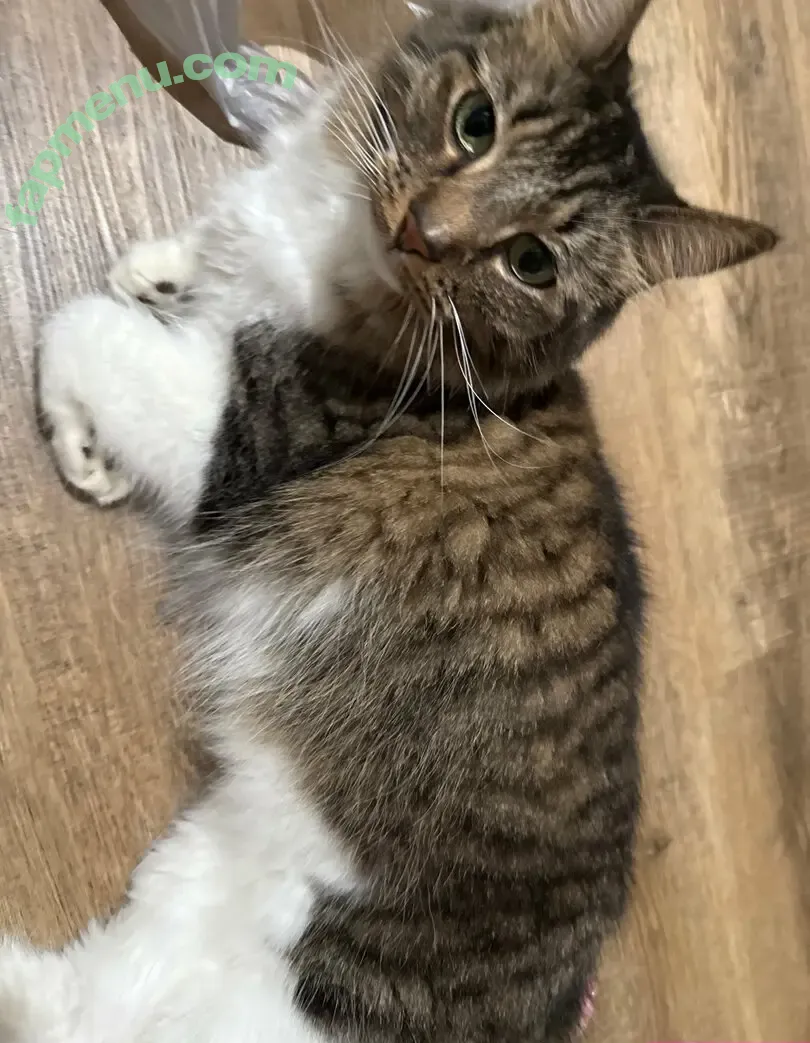 ilovepussycats111 nude photo #0069 (ilovepussycats111)