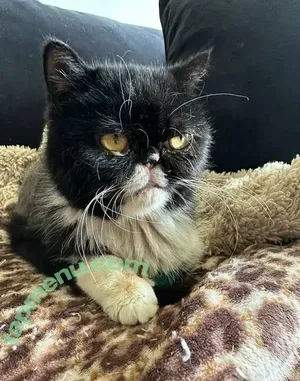 Jenna Valentine / jenna_valentine / jennavalentine nude photo #0059