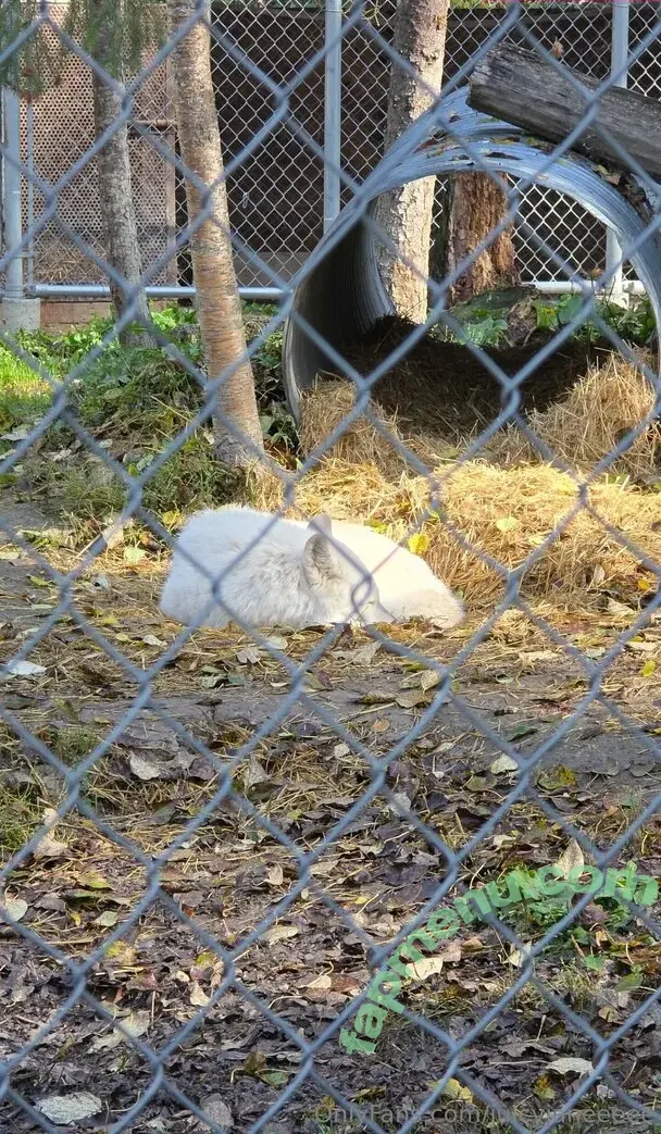 juicyjaneeeee nude photo #0135 (juicyjaneee)