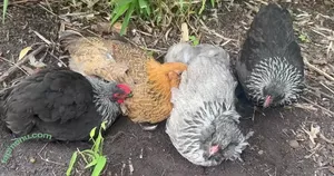 karleaxoxo / karleaboyer nude photo #0408