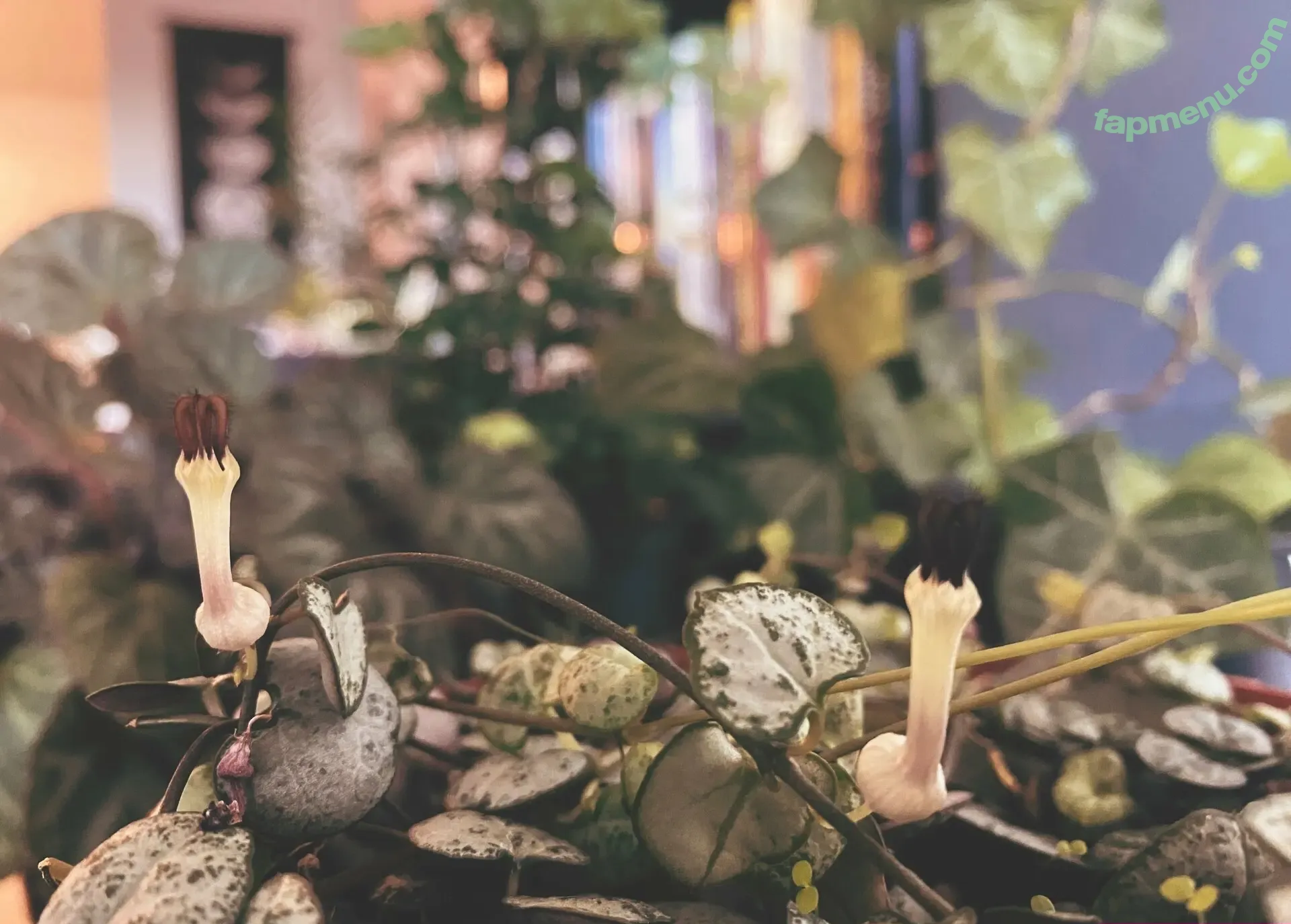 katebunnyrabbit nude photo #0001 (___katerabbit___)