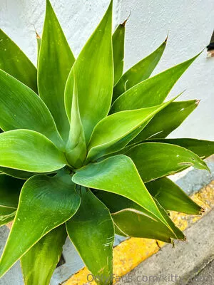 Kitty Berg / kitty_berg / kittyberg nude photo #0407