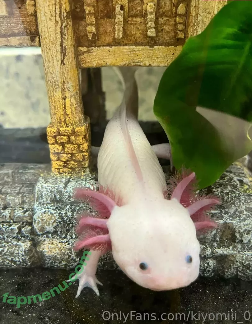 kiyomiii_0 nude photo #0230 (kiyomiii_0)