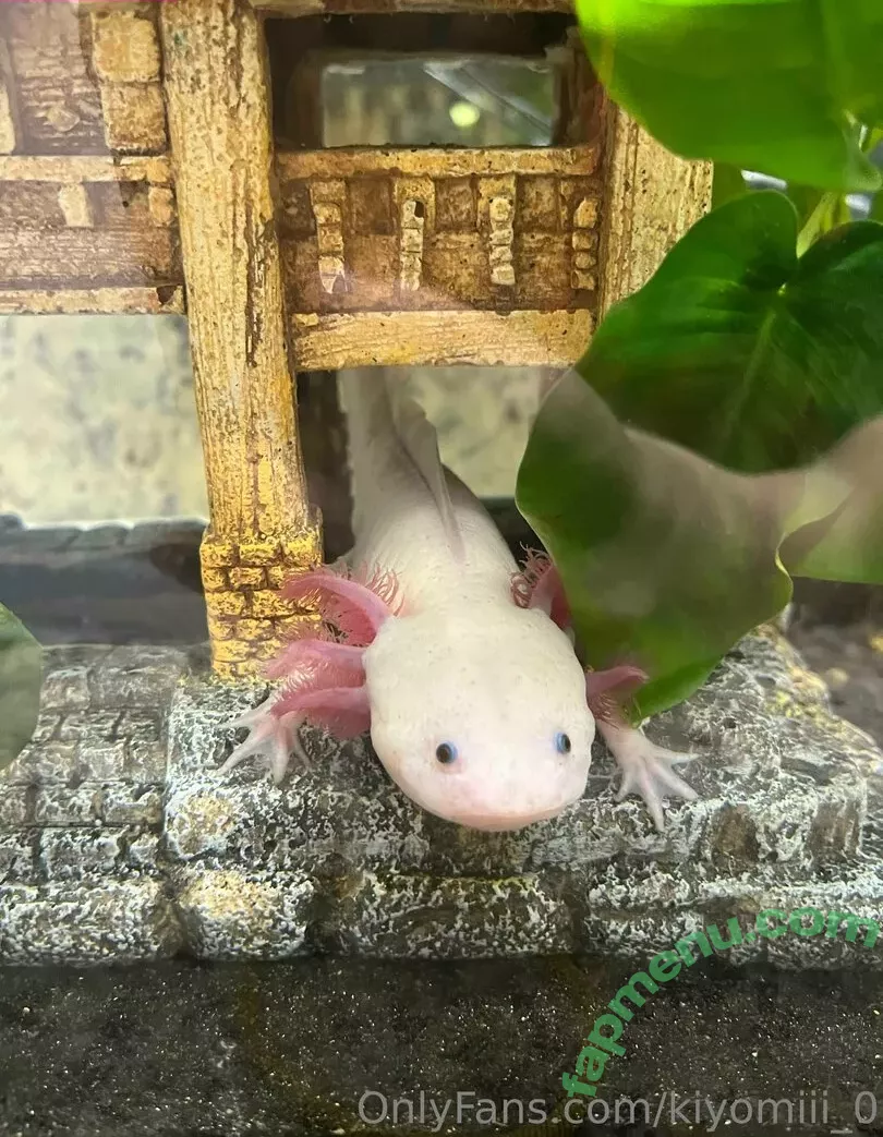 kiyomiii_0 nude photo #0231 (kiyomiii_0)