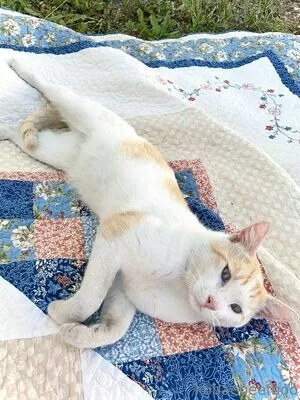 Kobaebeefboo nude photo #0793