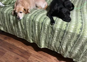 lilrosiedoll / rosiegirllondon nude photo #1032