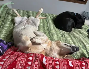 lilrosiedoll / rosiegirllondon nude photo #1055