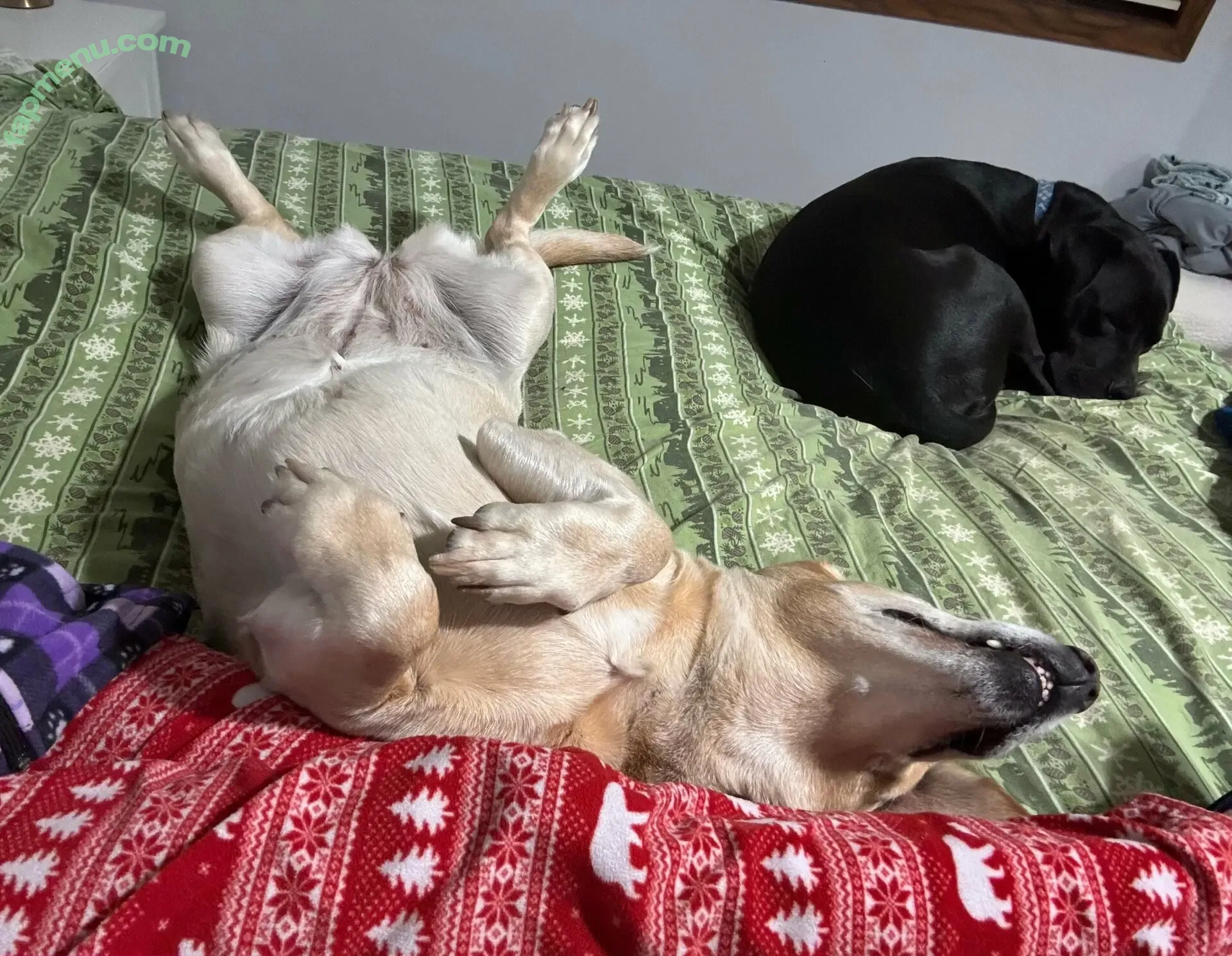 lilrosiedoll nude photo #1055 (rosiegirllondon)