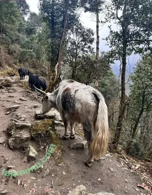 liztravels / liz travels nude photo #0053