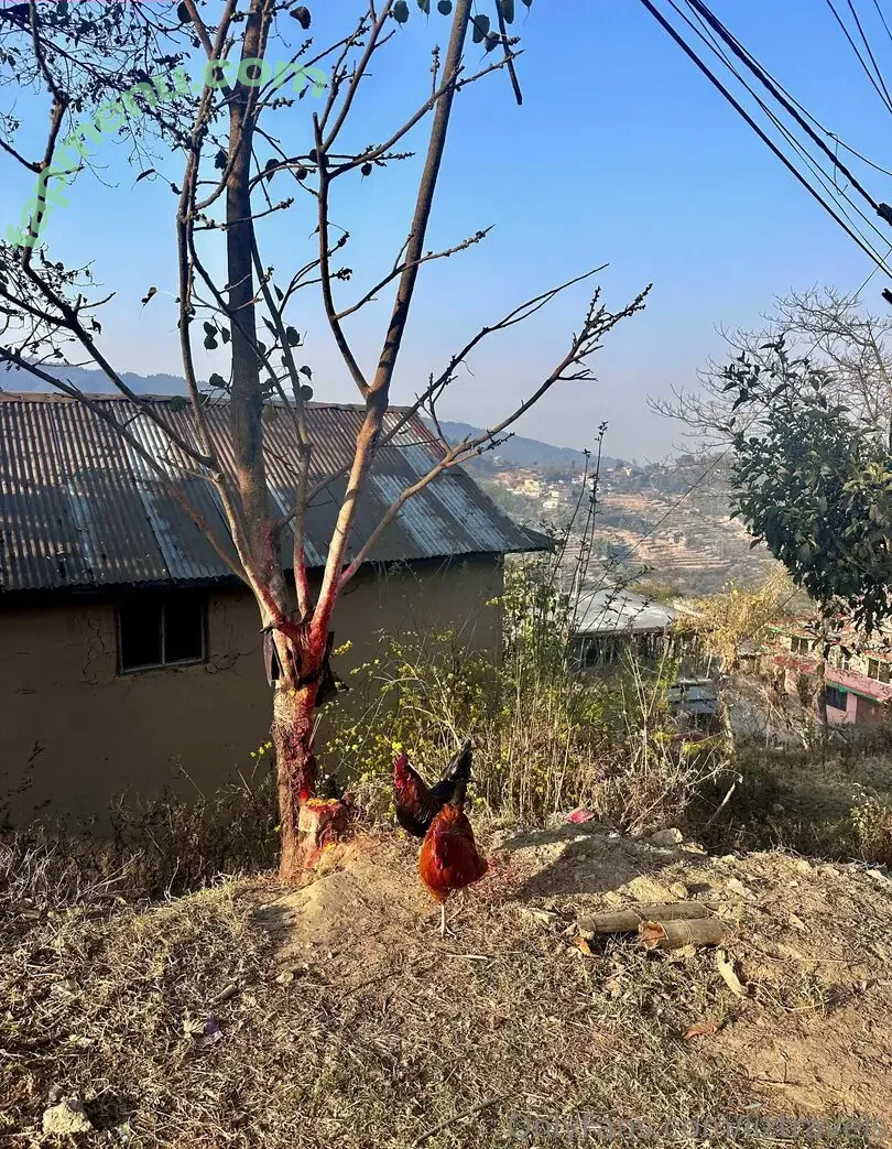 liztravels nude photo #0069 (liz travels)