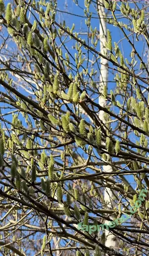 mhpeach / mhee.ph_y nude photo #0124