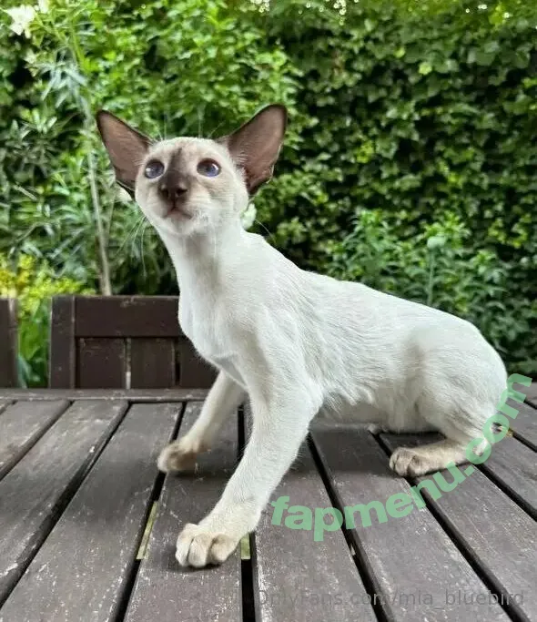 Mia_bluebird nude photo #0352 (clarathestudent / miabluebird)